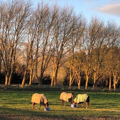 Dinner Time Karapiro Farm
