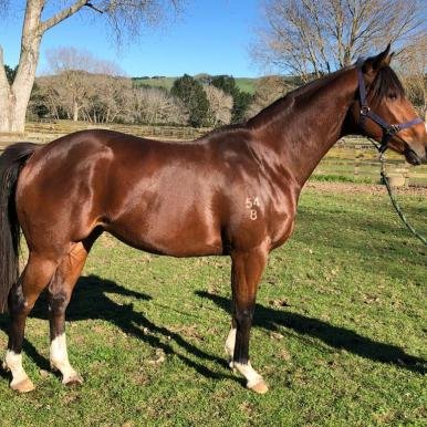 Dissident x Mackenzie Kate Colt