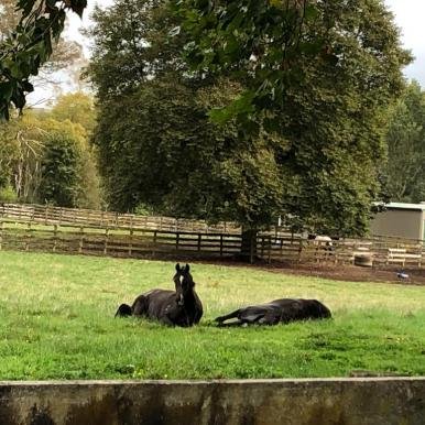 Karapiro Farm Chillin