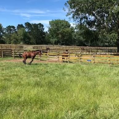 Karapiro Playing In The Paddock