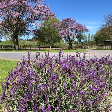 Karapiro Farm In Blossom