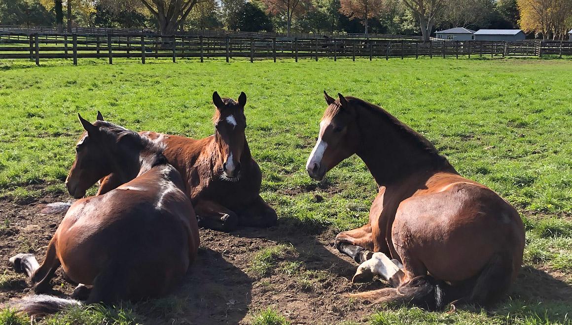 thoroughbreds-relaxing-karapiro-farm